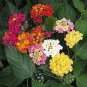 50 PCS Seeds Lantana Camara Flower