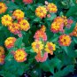 50 PCS Seeds Lantana Camara Flower