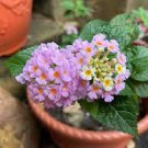 10 PCS Seeds Lantana Camara Perennial Big Wild Sage Flower