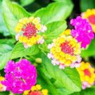 50 PCS Seeds Lantana Camara Flower 50 PCS Seeds Lantana Camara Flower