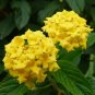 50 PCS Seeds Lantana Camara Flower