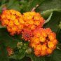 50 PCS Seeds Lantana Camara Flower