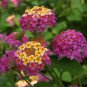 50 PCS Seeds Lantana Camara Flower