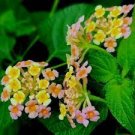 20 PCS Seeds Lantana Mixed 20 PCS Seeds Lantana Mixed
