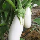 200 PCS Seeds Lao White Eggplant 200 PCS Seeds Lao White Eggplant