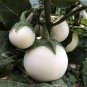 200 PCS Seeds Lao White Eggplant