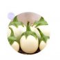200 PCS Seeds Lao White Eggplant