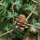 100 PCS Seeds Larch Bonsai Larix Tree Bonsai New Arrival Home Garden Plant