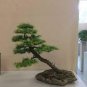 100 PCS Seeds Larch Bonsai Larix Tree Bonsai New Arrival Home Garden Plant