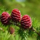 50 PCS Seeds Larch Pine Tree Plants 50 PCS Seeds Larch Pine Tree Plants