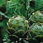 50 PCS Seeds Larch Pine Tree Plants
