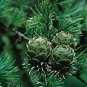50 PCS Seeds Larch Pine Tree Plants