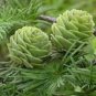 50 PCS Seeds Larch Pine Tree Plants