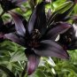 200 PCS Seeds Large Bonsai Lilium Flower