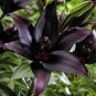 200 PCS Seeds Large Bonsai Lilium Flower