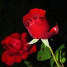 50 PCS Seeds Large Dark Red F1 Rose Flower