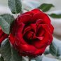 50 PCS Seeds Large Dark Red F1 Rose Flower