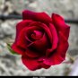 50 PCS Seeds Large Dark Red F1 Rose Flower