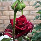 50 PCS Seeds Large Feral Red Rose Flower