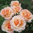 50 PCS Seeds Large Light Rose Flower