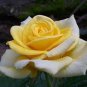 50 PCS Seeds Large Light Rose Flower