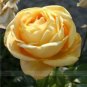 50 PCS Seeds Large Light Rose Flower