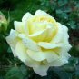 50 PCS Seeds Large Light Rose Flower