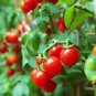 100 PCS Seeds Large Tomato Seeds Glowing Gold Neon Red Stripes Fruits
