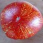 100 PCS Seeds Large Tomato Seeds Glowing Gold Neon Red Stripes Fruits