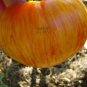 100 PCS Seeds Large Tomato Seeds Glowing Gold Neon Red Stripes Fruits
