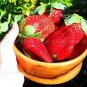 60 PCS Seeds Large-sized Bright Red Cream Red Strawberry