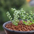 100 PCS Seeds Latifolia Spring Grass Bonsai Albuca Namaquensis Spiral Grass Bonsai