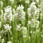 200 PCS Seeds Lavandula angustifolia White Lavender Flower