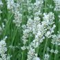 200 PCS Seeds Lavandula angustifolia White Lavender Flower