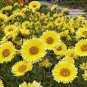 30 PCS Seeds Layia Elegans Garden Flowers