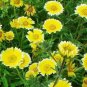30 PCS Seeds Layia Elegans Garden Flowers