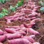 100 PCS Seeds Leguminosae sweet potato