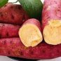 100 PCS Seeds Leguminosae sweet potato