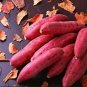 100 PCS Seeds Leguminosae sweet potato