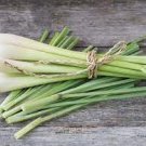 400 PCS Seeds Lemon Grass Seeds Herb Edible Lemongrass Kitchen Vegetable 400 PCS Seeds Lemon Grass Seeds Herb Edible Lemongrass Kitchen Vegetable