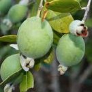 20 PCS Seeds Lemon Mexican Green Fruit Tree 20 PCS Seeds Lemon Mexican Green Fruit Tree