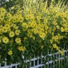 20 PCS Seeds Lemon Queen Sunflower Helianthus annuus 20 PCS Seeds Lemon Queen Sunflower Helianthus annuus