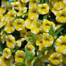 100 PCS Seeds Lemon Slice Superbells Calibrachoa Petunia Annual Flower 100 PCS Seeds Lemon Slice Superbells Calibrachoa Petunia Annual Flower
