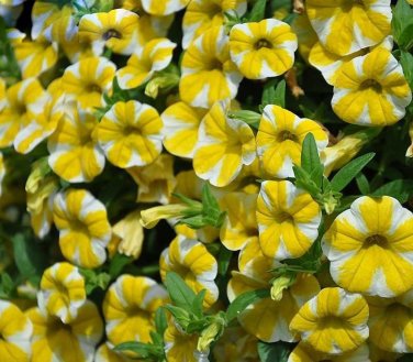 100 PCS Seeds Lemon Slice Superbells Calibrachoa Petunia Annual Flower