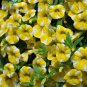 100 PCS Seeds Lemon Slice Superbells Calibrachoa Petunia Annual Flower