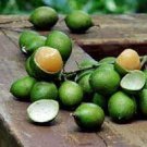 100 PCS Seeds Lemon Sweet Spanish Lime Seeds Lemon Sweet Spanish Lime 100 PCS Seeds Lemon Sweet Spanish Lime Seeds Lemon Sweet Spanish Lime