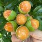 100 PCS Seeds Lemon Sweet Spanish Lime Seeds Lemon Sweet Spanish Lime