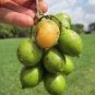 100 PCS Seeds Lemon Sweet Spanish Lime Seeds Lemon Sweet Spanish Lime