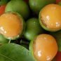 100 PCS Seeds Lemon Sweet Spanish Lime Seeds Lemon Sweet Spanish Lime