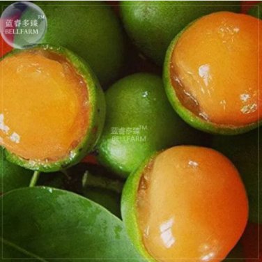 10 PCS Seeds Lemon Sweet Spanish Lime Tree
